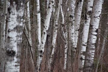 Birch Trees Outdoors