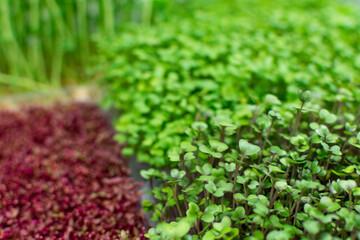 Microgreen foliage background. Close-up of microgreens. Germinating seeds at home. Vegan and healthy food concept
