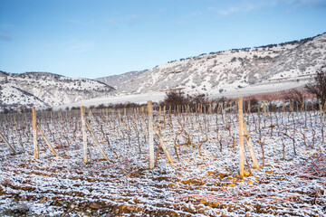 Vineyard in the snow