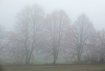 Baumreihe im Nebel