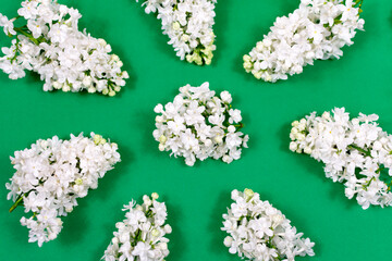 White lilac flowers on a green background. The basis for the postcard. Spring.