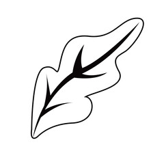 Obraz premium fresh lettuce vegetable drawn icon