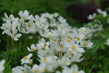 lots of white flowers