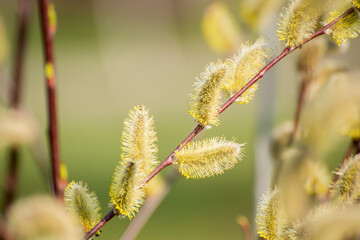 Early spring background. Pussy willow catkins close up selective focus spring seasonal background