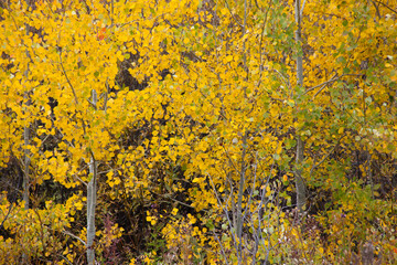 Birch Trees Outdoors