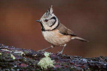 Crested tit, (lophophanes cristatus), sitting on a wooden stump in the forest on a uniform dark...