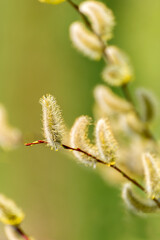 Early spring background. Pussy willow catkins close up selective focus spring seasonal background