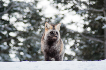 Cascade Red Fox, Mount Ranier National Park