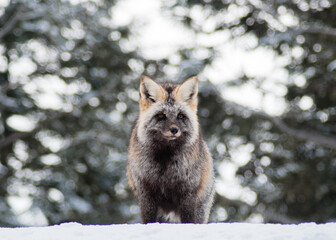 Cascade Red Fox, Mount Ranier National Park