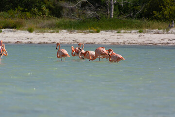 group of flamingos on Isla Holbox, Mexico