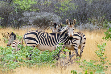 Fototapeta na wymiar Two Hartmann's mountain zebras looking