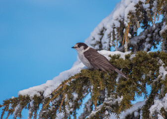 Paradise Mount Rainier Bird in Snow