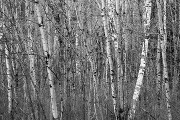 Birch Trees in Black and White