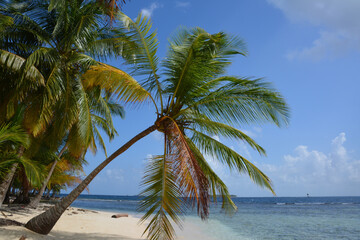Fototapeta na wymiar palm tree on the beach of San Blas islands, Panama