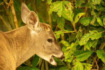 White tailed deer