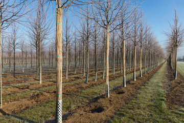 Fototapeta premium Baumschulfeld im Winter