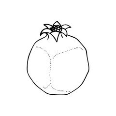 Pomegranate. Pomegranate outline drawing isolated on white background. Pomegranate sketch drawn illustration. Part of set.