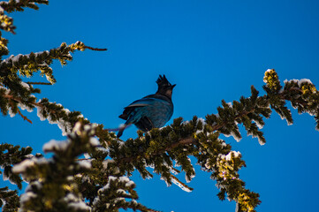 Paradise Mount Rainier Bird in Snow