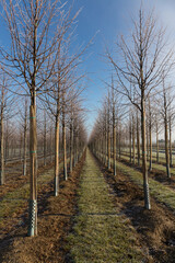 Baumschulfeld im Winter