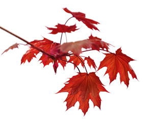 Branch of maple tree with autumn maple-leafs isolated on white