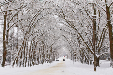 Winter snowy alley road. Branches of poplar trees. Cars on snow-covered winding rural asphalt street