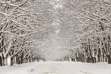 Winter snowy alley road. Branches of maple trees. Snow-covered winding rural dirt street in village