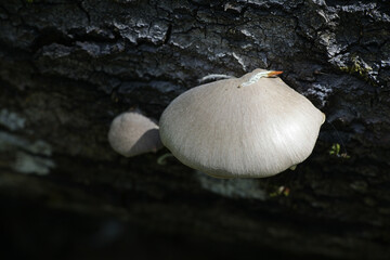 Pleurotus calyptratus, an oyster mushroom from Finland with no common english name
