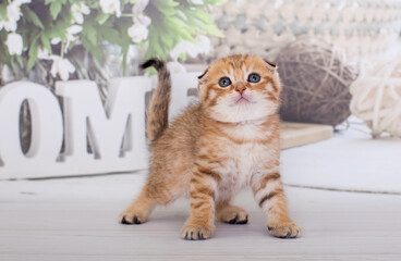 Obraz premium Scottish Fold kitten golden color