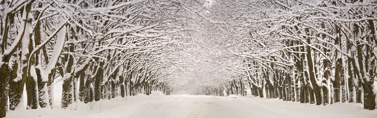 Winter snowy alley road panorama. Branches of maple trees. Snow-covered winding rural dirt street in village. Winter wonderland after blizzard.