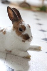 Kaninchen als Haustier