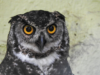 A great horned owl in captivity,