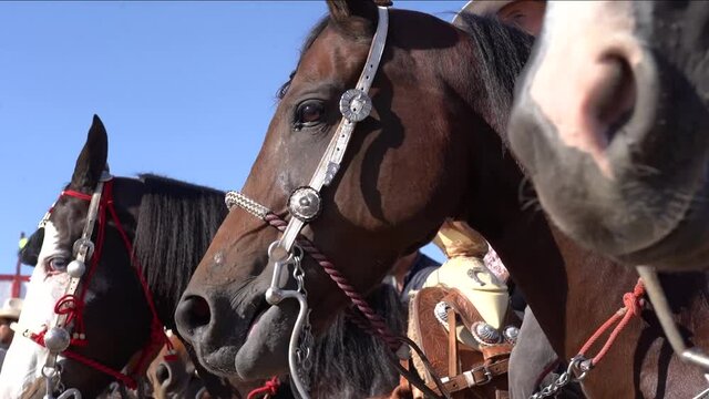 Caballos
