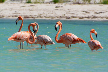 group of flamingos on Isla Holbox, Mexico