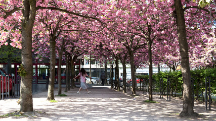 Kirschblüte, Stadt, Allee, Kirschbäume