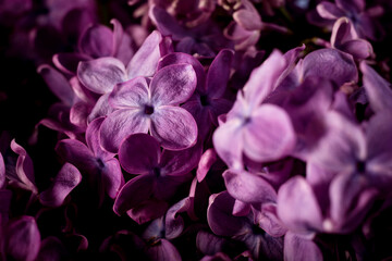 Obraz na płótnie Canvas Beautiful purple lilac flowers. Macro photo of lilac spring flowers.