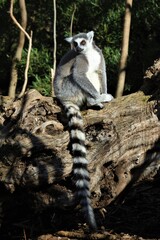 lemur on a tree