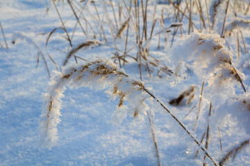 Fototapeta na wymiar Spikelets and branches covered with frost and fluffy snowflakes in a meadow, on a sunny day at sunset. Close-up. Season of the year, winter time