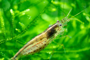 Close up of an Amano Shrimp in a freshwater aquarium
