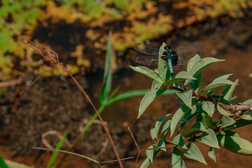 dragonfly 