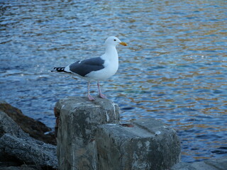 Fototapeta premium Bird in Avalon, Catalina Island