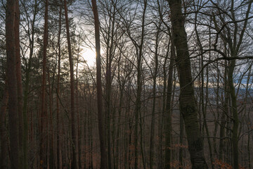 Fototapeta premium View through the bare trees in the late afternoon. January scene.