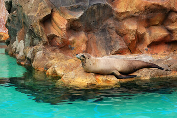 The Sea Lion in Siam waterpark, Tenerife, Spain