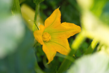 Beautiful yellow - orange flower of blooming pumpkin. Macro detail of gourd in blossom in homemade garden. Close up. Organic farming, healthy food, BIO viands, back to nature concept.