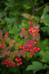 viburnum opulus berries and leaves outdoor in autumn fall. Bunch of red viburnum berries on a branch.