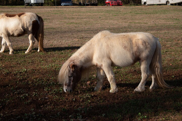 small ponies in a field