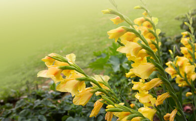 Beautiful red and yellow gladiolus flower in the garden