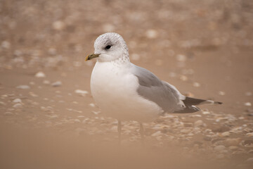 common gull oiseau, goéland, mer, mouette, sur la plage et sur le sable chaud couleur caramel