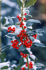 Red berries and green holly