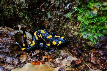 fire salamander near a tree after rain