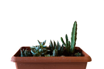 piante grazze in vaso con cactus su sfondo bianco
